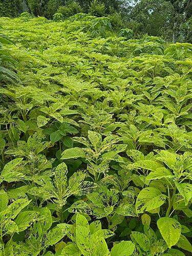 Chaulai-Crop