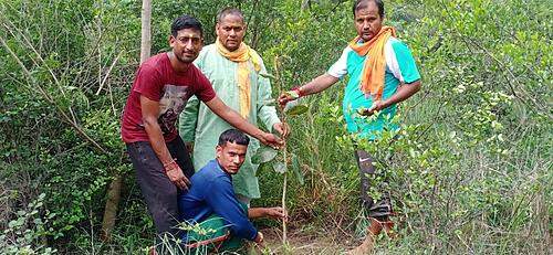 महादेव ग्राम छाती के युवाओं ने कोटेश्वर मंदिर में किया वृक्षारोपण