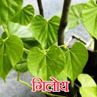 उपयोग के लिए सुरक्षित है गुडुची (टिनोस्पोरा कॉर्डिफोलिया) गिलोय : आयुष मंत्रालय