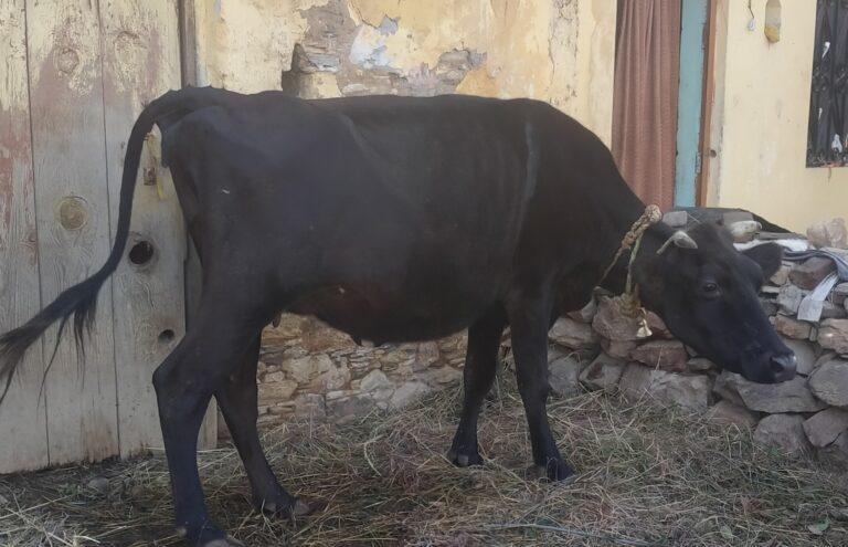 श्राद्ध, ज्योतिष एवं वास्तु शास्त्र में गौ (गाय) की महिमा