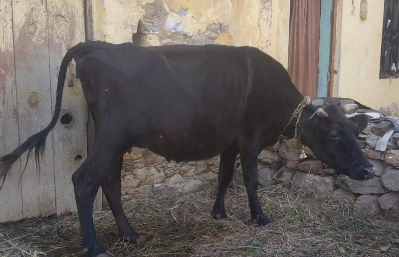 श्राद्ध, ज्योतिष एवं वास्तु शास्त्र में गौ (गाय) की महिमा