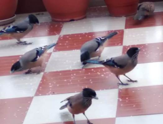 लघु कविता: चुंग गये चावल सात सराद्