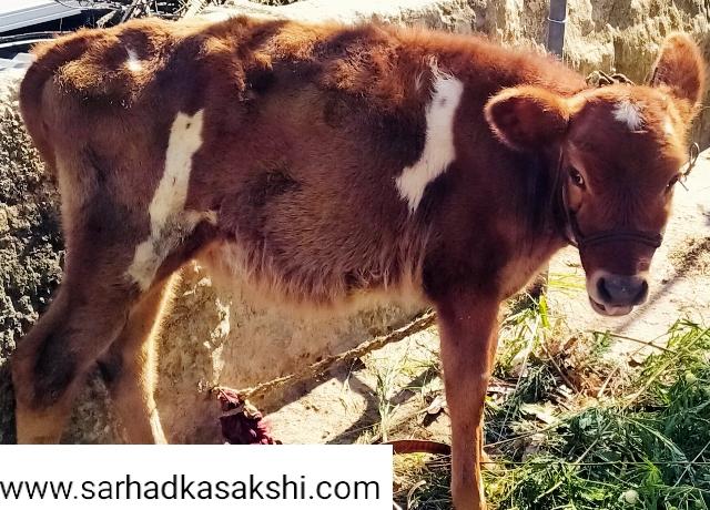 पुत्र रक्षा एवं सन्तान सुख के लिए करें गोवत्स द्वादशी व्रत