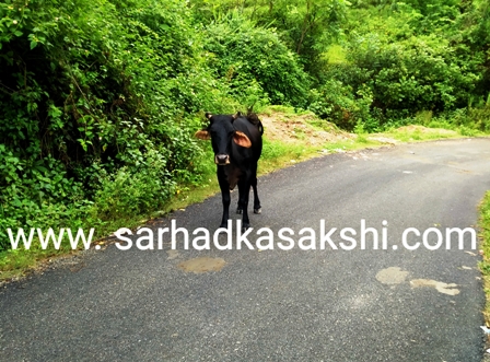 निराश्रित परित्यक्त गोवंश की होगी गणना, बनेंगे नवीन गोसदन शरणालय