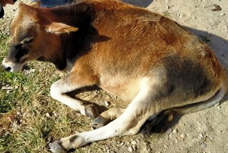 नकोट कस्बे में बाघ का आतंक, पहले गाय और अब उसके बछडे़ को बनाया अपना शिकार, प्रशासन मौन