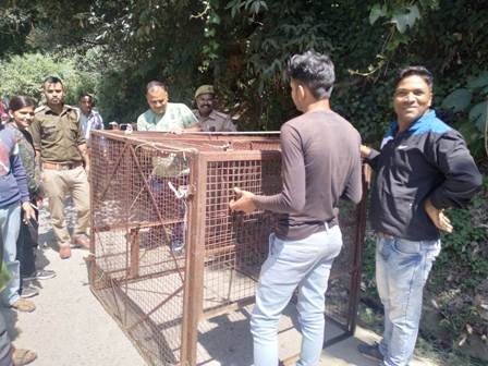चंबा में बंदरों का आतंक, वन विभाग की टीम ने आज पकड़े बंंदर, राहगीरों ने ली राहत की सांस