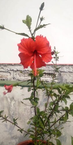गुड़हल का फूल सौभाग्य और समृद्धि का प्रतीक माना जाता है