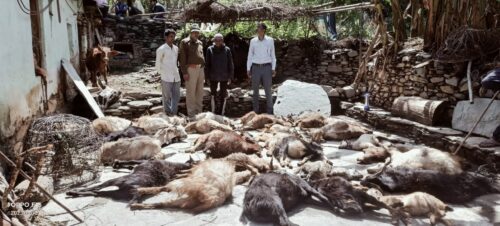 बड़ी खबरः बाघ ने 35 बकरियों को बनाया निवाला, गरीब को आजीविका का संकट