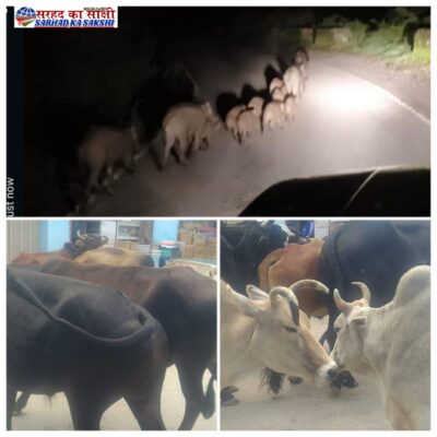 जंगली जानवरों और आवारा गौवंश के आतंक से खेती से विमुख हो रहे हैं टिहरी जिले के कास्तकार