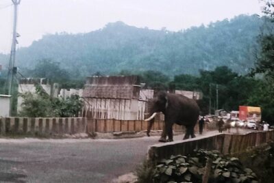 हाथी सड़क पर, थमा यातायात