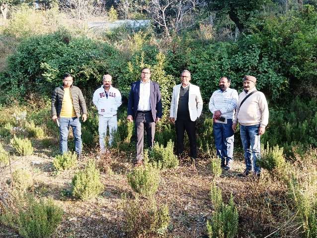 मुख्य विकास अधिकारी ने जाखणीधार के कंडियाल गांव में स्वयं सहायता समूह द्वारा तैयार किए गए रोजमैरी की नर्सरी एवं रोजमैरी मदर प्लांट का किया स्थलीय निरीक्षण