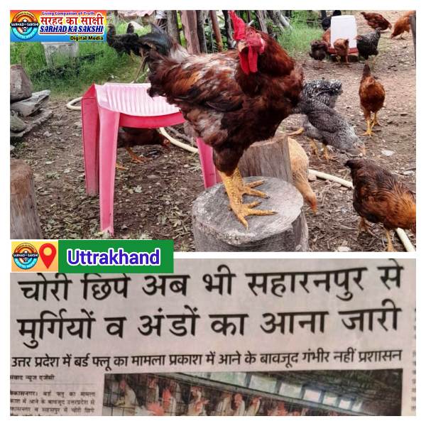 खतरनाक लापरवाही: बर्ड फ्लू के बावजूद सहारनपुर से चोरी-छुपे मुर्गी व अण्डों की सप्लाई से उत्तराखंड में स्वास्थ्य संकट का खतरा