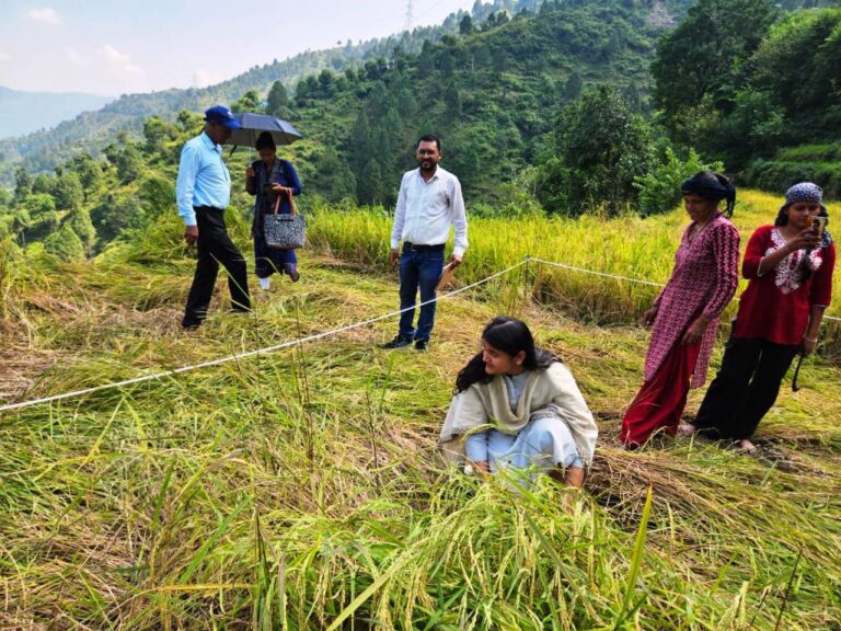 धान फसल Crop Cutting: मुख्य विकास अधिकारी वरूणा अग्रवाल की उपस्थिति में हुई कार्यवाही