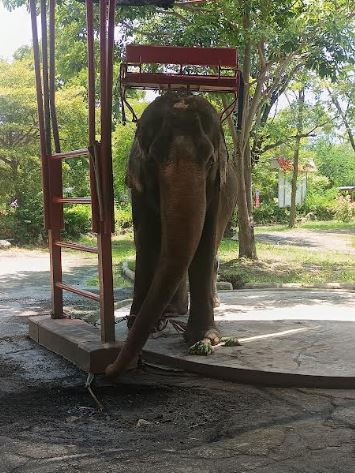 Sentient Animals Like Elephants Deserve More Respect, says New Study by World Animal Protection