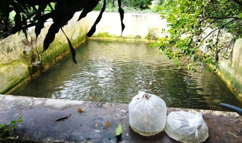 मत्स्य पालन : पहाड़ के लिए नई संभावना