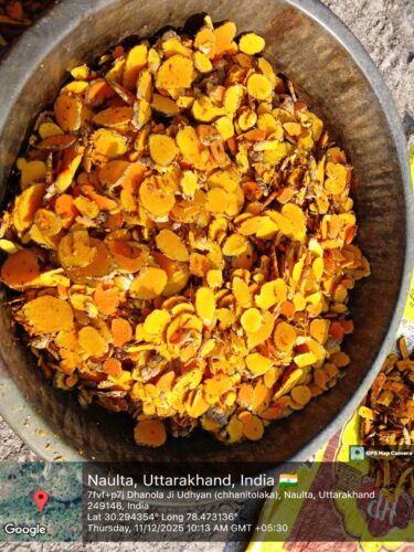 फलोद्यान : प्रकृति और अर्थव्यवस्था का सुंदर संगम